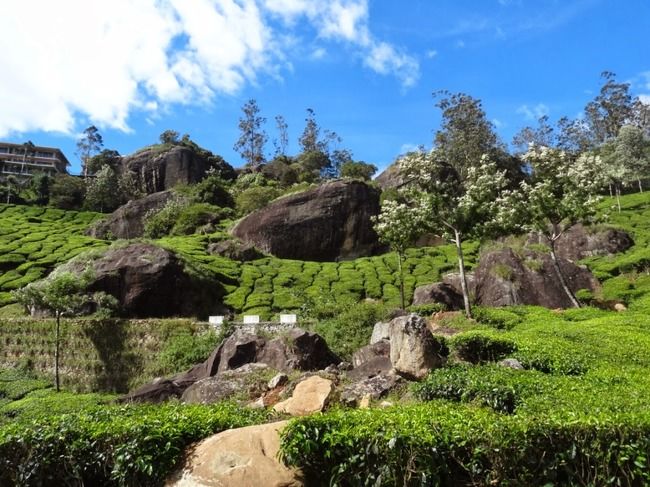 Photo of Munnar and Thekkady- Lush green tea gardens to aromatic spice plantations by Ava Mishra