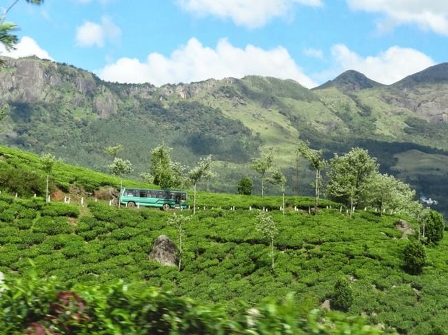 Photo of Munnar and Thekkady- Lush green tea gardens to aromatic spice plantations by Ava Mishra