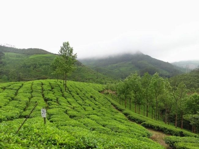 Photo of Munnar and Thekkady- Lush green tea gardens to aromatic spice plantations by Ava Mishra