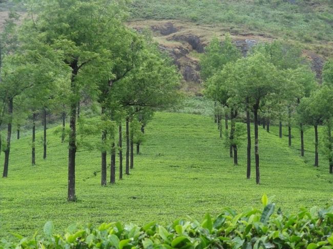 Photo of Munnar and Thekkady- Lush green tea gardens to aromatic spice plantations by Ava Mishra
