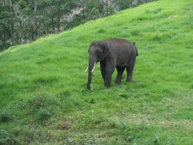 Photo of Munnar and Thekkady- Lush green tea gardens to aromatic spice plantations by Ava Mishra