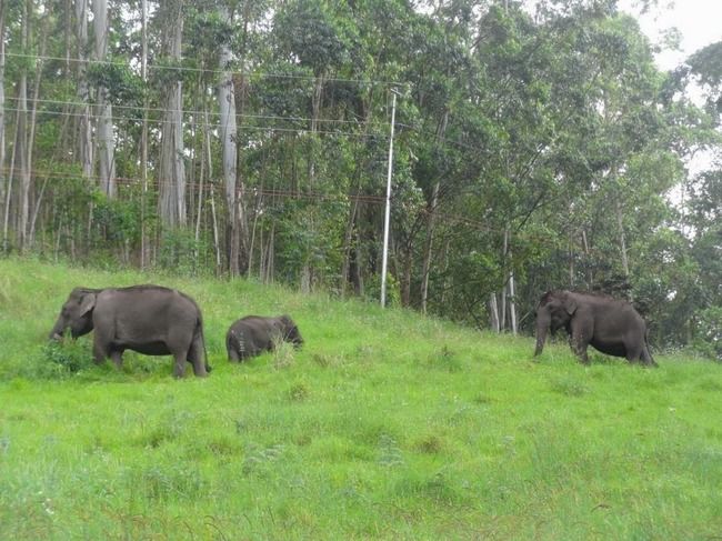 Photo of Munnar and Thekkady- Lush green tea gardens to aromatic spice plantations by Ava Mishra
