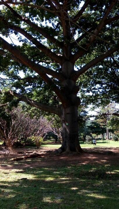 Photo of Bangalore (Part I): Exploring solo! by Nirali Desai