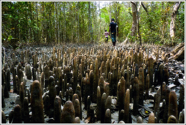 Photo of Sundarbans by Shazy Buoy's Travel Diaries