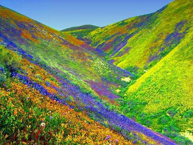 Photo of Valley of Flowers National Park, Chamoli, Uttarakhand, India by Shazy Buoy's Travel Diaries