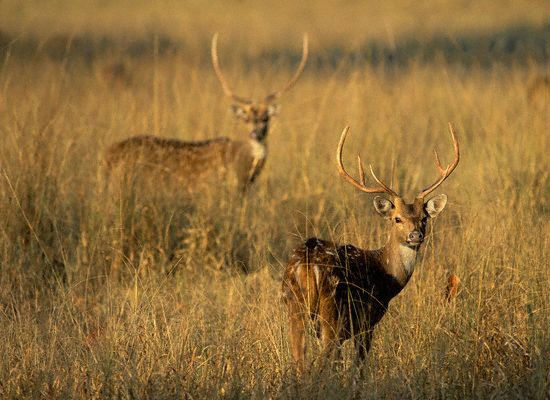 Photo of Dachigam National Park by Shazy Buoy's Travel Diaries