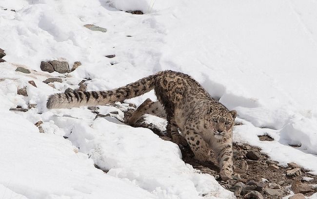 Photo of Hemis National Park by Shazy Buoy's Travel Diaries