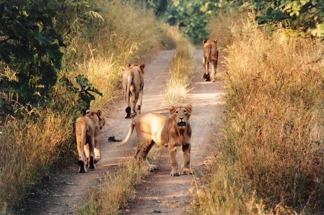 Photo of Sasan Gir, Gujarat, India by Shazy Buoy's Travel Diaries