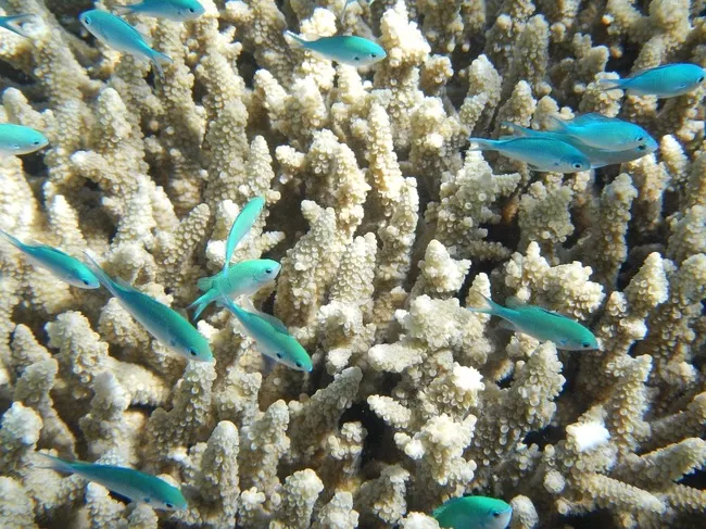 Photo of Great Barrier Reef, Queensland, Australia by Pritha Puri
