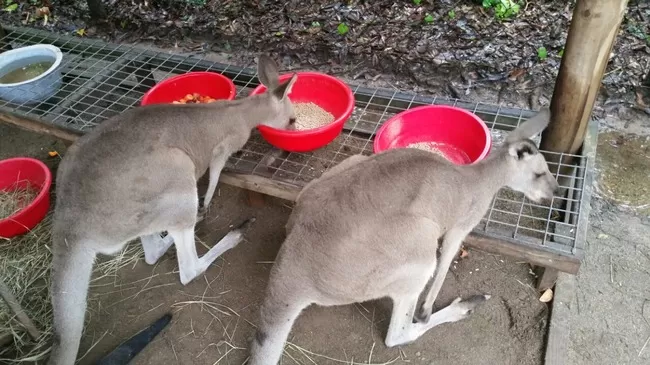 Photo of Hamilton Island, Hamilton Island, Queensland, Australia by Kanika Gupta