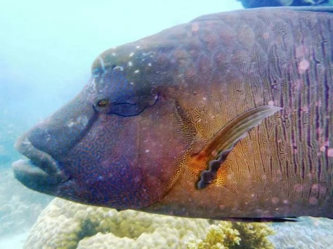 Photo of Kuranda Rainforest Retreat, Green Hills Road, Kuranda, Queensland, Australia by Anushree Kedia Jalan