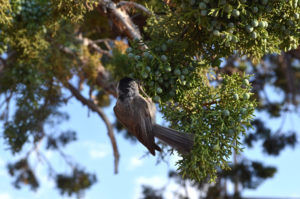 Photo of A Day Trip to Grand Canyon South Rim - Blog of the Things by Kritika Goel