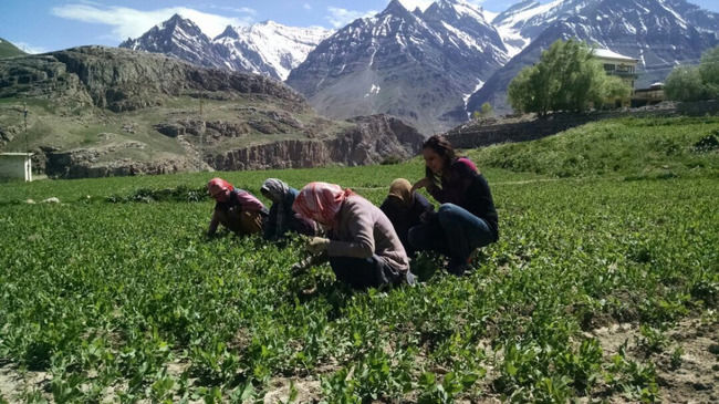 Photo of Pin Valley National Park, Kaza Khas, Himachal Pradesh, India by Parul Chopra