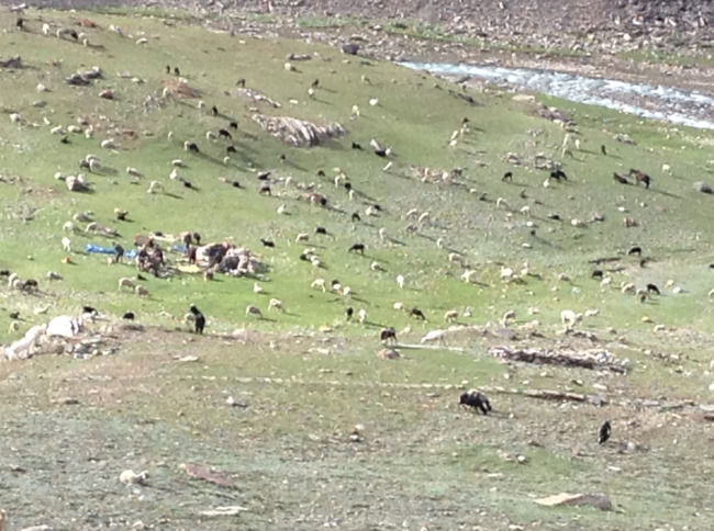 Photo of Spiti Endeaveours.. by Parul Chopra