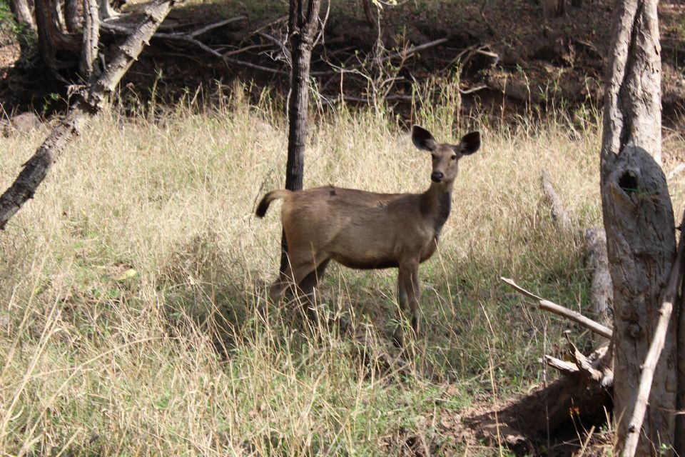 Photo of Pench National Park, Dharna Kalan, Madhya Pradesh, India by Kriti Das