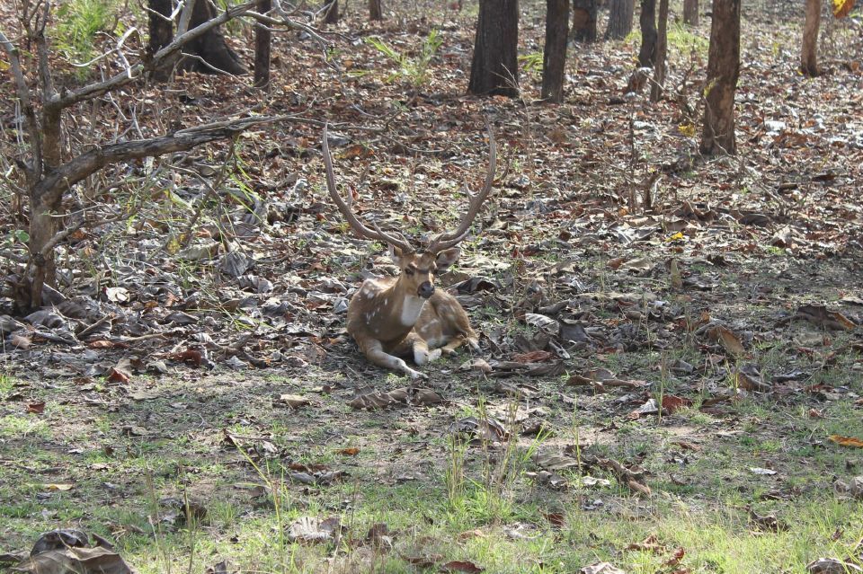 Photo of Pench National Park, Dharna Kalan, Madhya Pradesh, India by Kriti Das