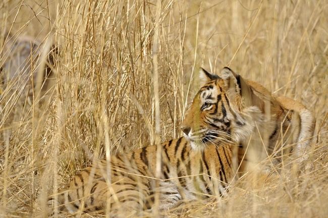 Photo of Mowgli's Trail in Pench National Park by Travel+Leisure India & South Asia