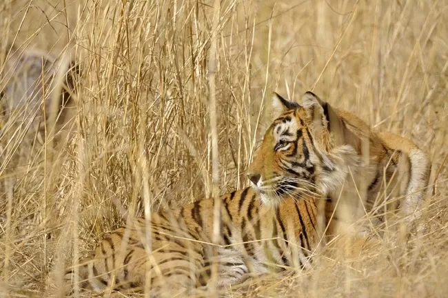 Photo of Mowgli's Trail in Pench National Park by Travel+Leisure India & South Asia