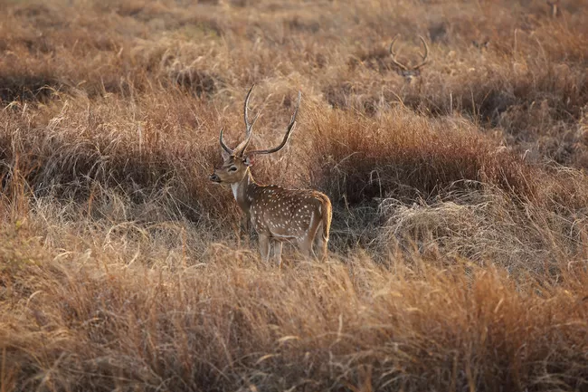 Photo of Mowgli's Trail in Pench National Park by Travel+Leisure India & South Asia