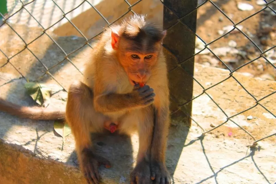 Photo of Bannerghatta National Park - Bangalore - Karnataka - India by Shayaan Ahmad Noori