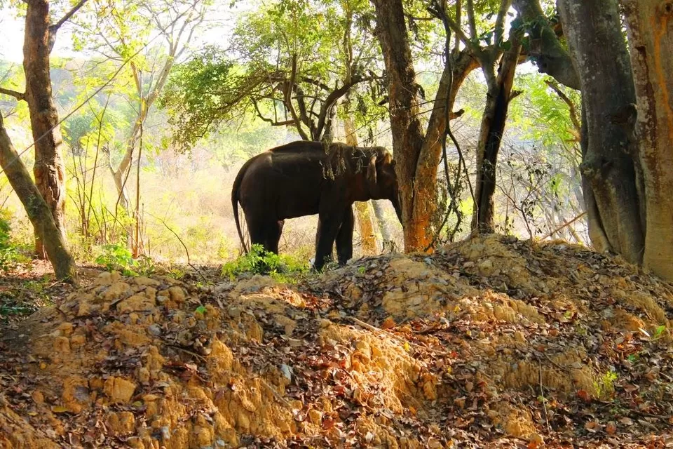 Photo of Bannerghatta National Park - Bangalore - Karnataka - India by Shayaan Ahmad Noori