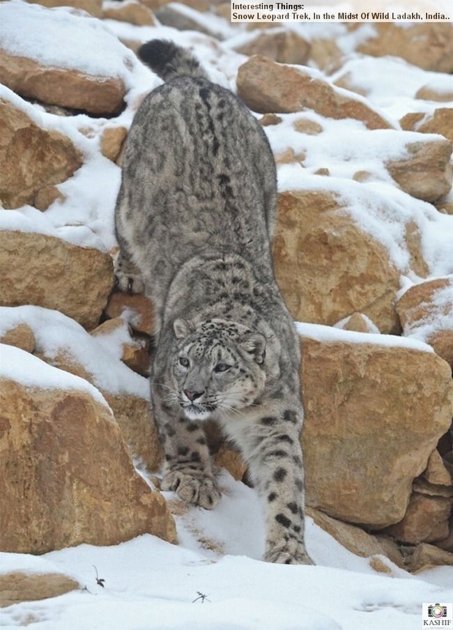 Photo of Hemis National Park by Sreshti Verma