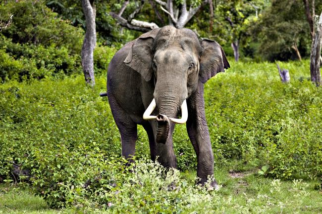 Photo of Mudumalai National Park, Mudumalai, Tamil Nadu, India by Sreshti Verma
