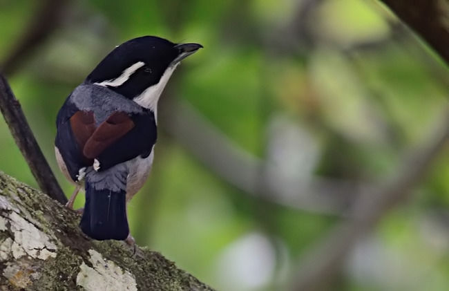 Photo of Namdapha National Park,Arunachal Pradesh, Arunachal Pradesh, India by Sreshti Verma