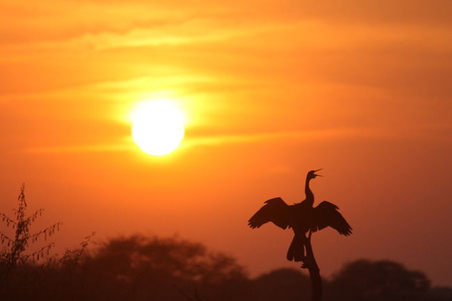 Photo of Keoladeo National Park, Bharatpur, Rajasthan, India by Sreshti Verma