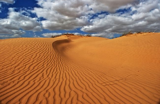 Photo of Desert National Park, Kanoi, Rajasthan, India by Sreshti Verma