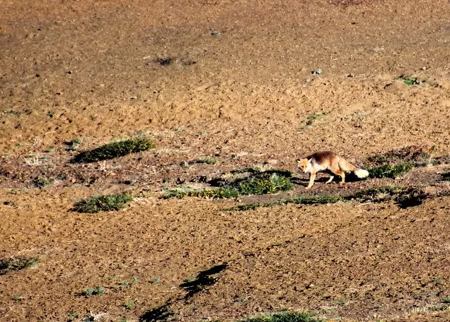 Photo of Rohtang Pass, Himachal Pradesh, India by S S (Saurabh Sabikhi)