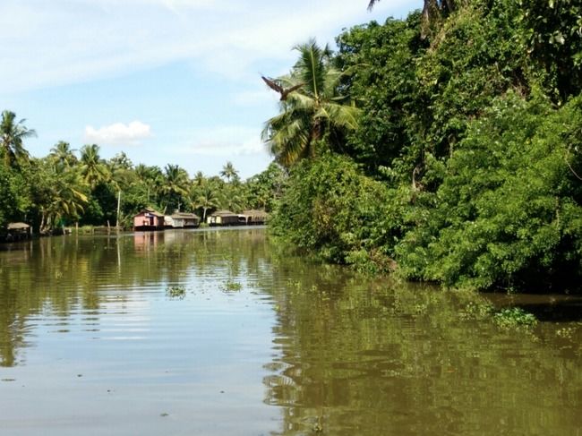Photo of Kumarakom Bird Sanctuary, Kavanattinkara Saktheeswaram Temple Road, Kavanattinkara, Kumarakom, Kerala, India by Novita Arora