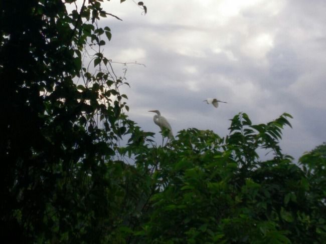 Photo of Kumarakom Bird Sanctuary, Kavanattinkara Saktheeswaram Temple Road, Kavanattinkara, Kumarakom, Kerala, India by Novita Arora
