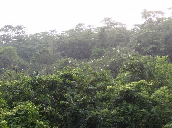 Photo of Kumarakom Bird Sanctuary, Kavanattinkara Saktheeswaram Temple Road, Kavanattinkara, Kumarakom, Kerala, India by Novita Arora