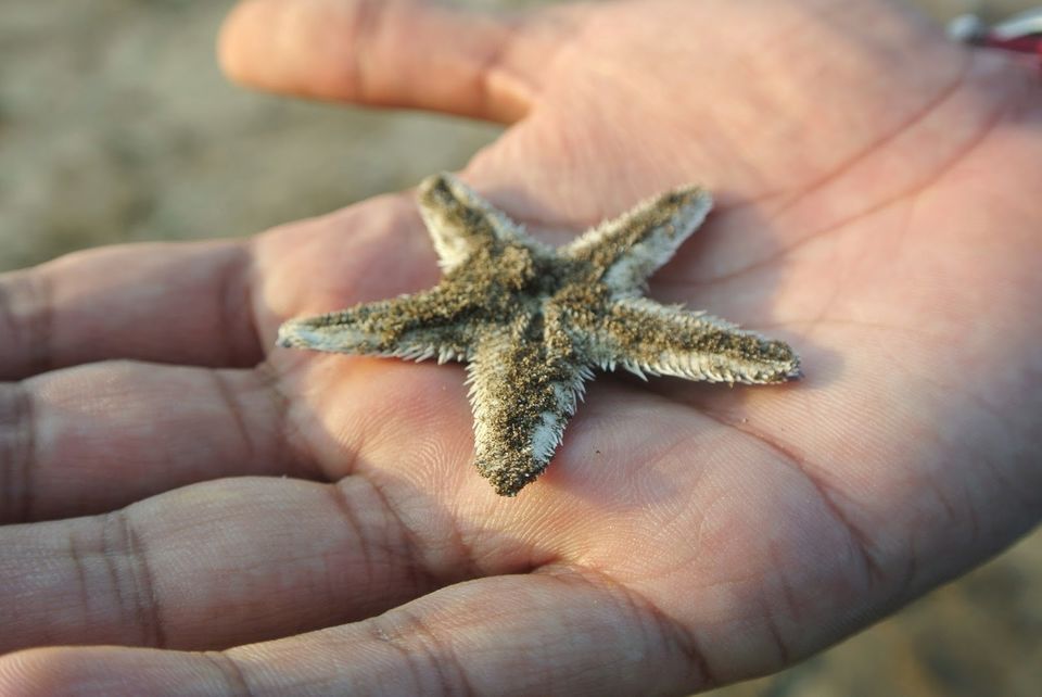 Photo of Thousands stars on the sand - Diveagar by Abhimanyu - @yatripandit