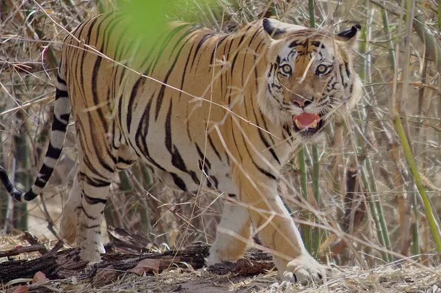Photo of Bandhavgarh National Park, Tala, Madhya Pradesh, India by Gunjan Upreti