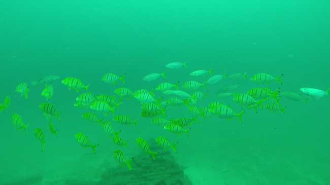 Photo of Netrani Island, Karnataka, India by Anish Kamboj