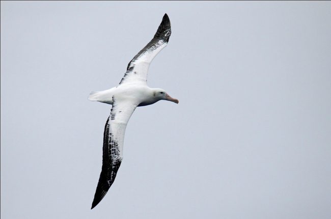 Photo of Drake Passage by Aneil Thakkar