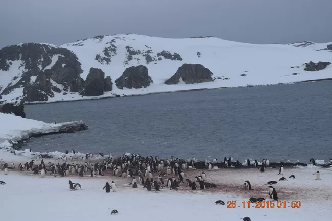Photo of Barrientos Island by Aneil Thakkar