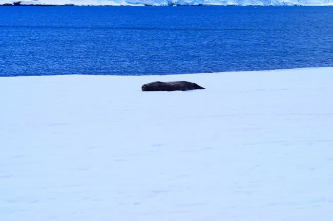 Photo of Antarctica by Aneil Thakkar