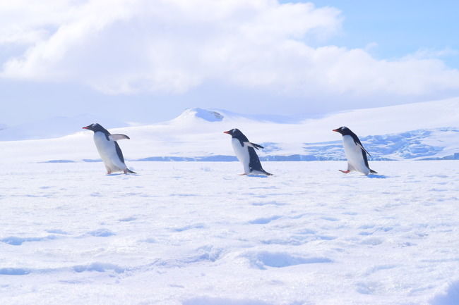 Photo of Pristine Antarctica : The Greatest Odyssey ever by Aneil Thakkar