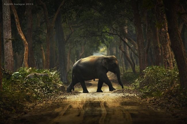 Photo of Dudhwa National Park, Lakhimpur Kheri, Uttar Pradesh, India by Sreshti Verma