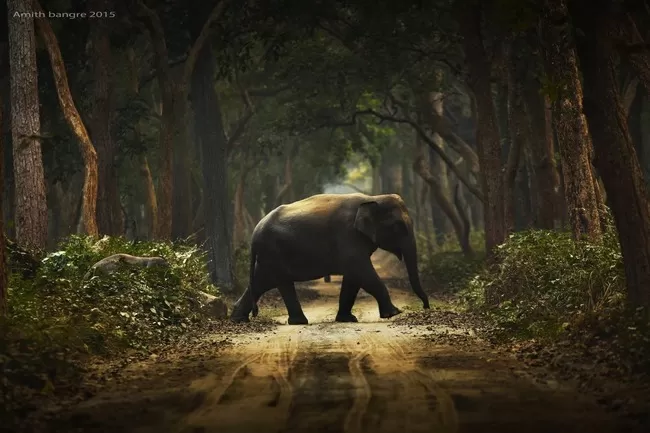 Photo of Dudhwa National Park, Lakhimpur Kheri, Uttar Pradesh, India by Sreshti Verma