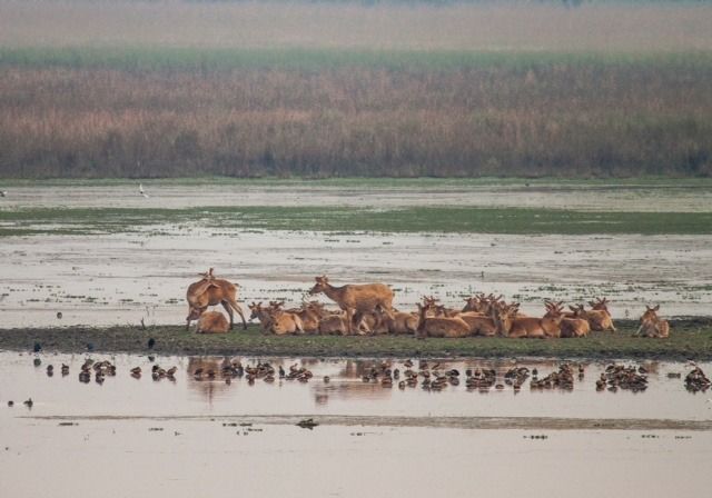 Photo of Dudhwa National Park: A Place Near Delhi That Transforms An Average Traveller Into A Wildlife Lover by Sreshti Verma
