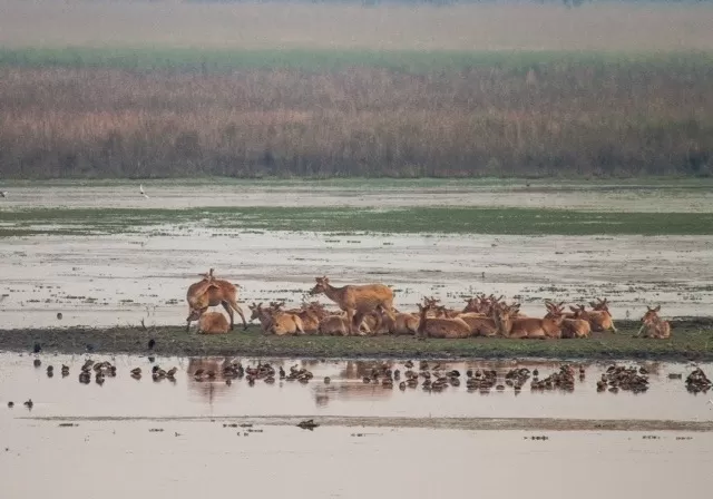 Photo of Dudhwa National Park: A Place Near Delhi That Transforms An Average Traveller Into A Wildlife Lover by Sreshti Verma