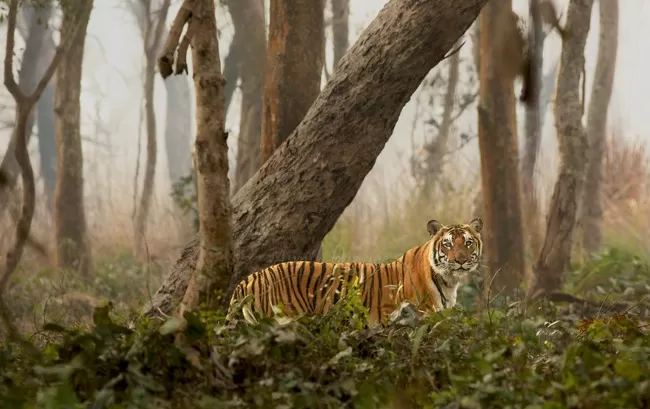 Photo of Dudhwa National Park: A Place Near Delhi That Transforms An Average Traveller Into A Wildlife Lover by Sreshti Verma