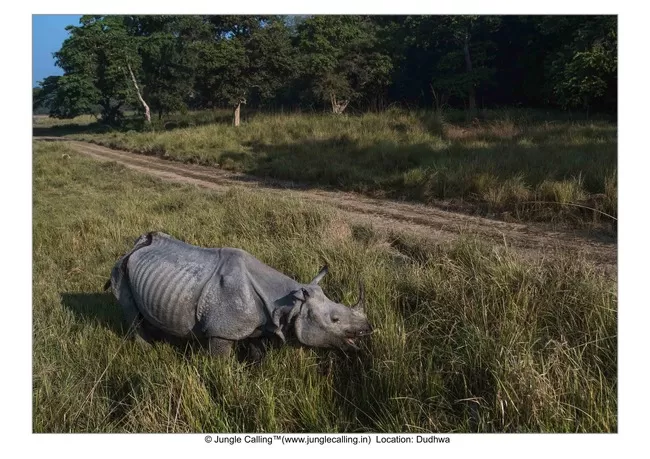 Photo of Dudhwa National Park: A Place Near Delhi That Transforms An Average Traveller Into A Wildlife Lover by Sreshti Verma