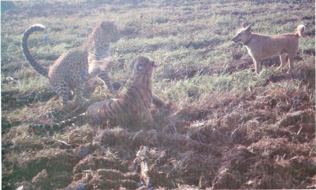 Photo of Dudhwa National Park: A Place Near Delhi That Transforms An Average Traveller Into A Wildlife Lover by Sreshti Verma