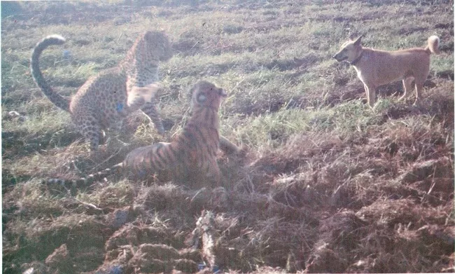 Photo of Dudhwa National Park: A Place Near Delhi That Transforms An Average Traveller Into A Wildlife Lover by Sreshti Verma