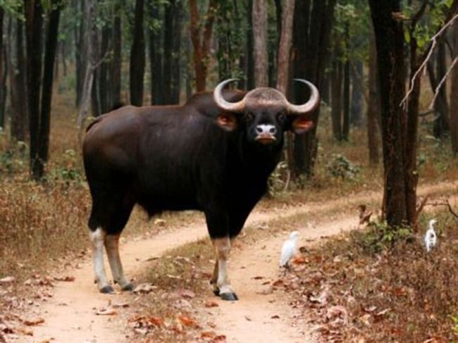 Photo of Chhattisgarh, India by Shikha Singh